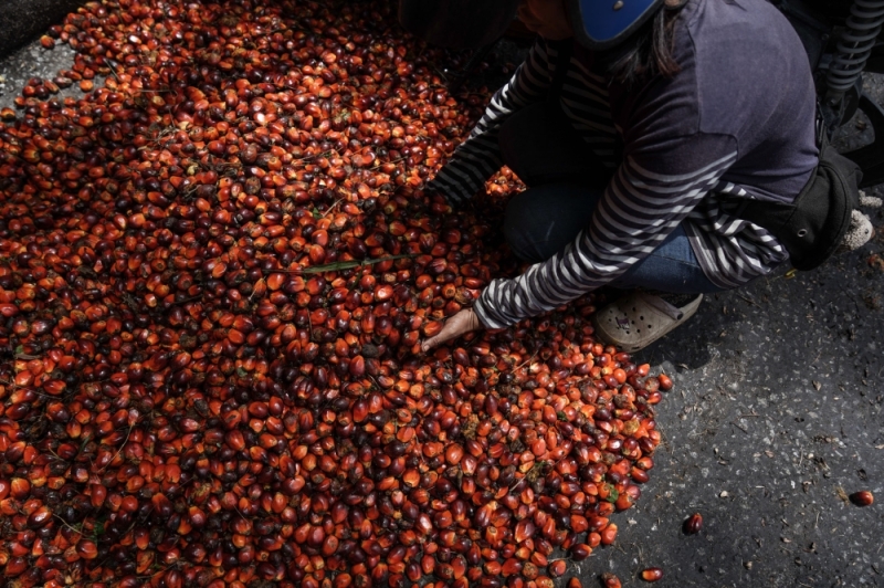 Analyst: EU deforestation law unlikely to impact demand for Malaysian, other SE Asian palm oil