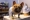 AKC: French Bulldogs topple Labradors as most popular US breed
