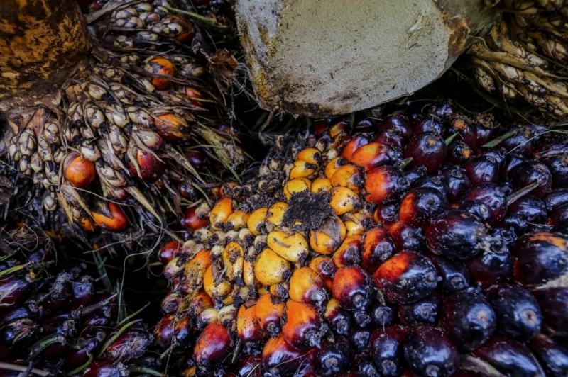 India's March palm oil imports jump on discounts, say dealers
