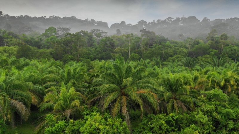 How the Malaysian Palm Oil Green Conservation Foundation is playing its part to save the environment and wildlife