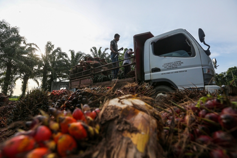 Sarawak to use palm oil by-products to produce fertiliser, animal feed, says state minister