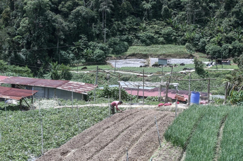 With hot spell, Cameron Highlands farmers face new challenge: Pest infestation With hot spell, Cameron Highlands farmers face new challenge: Pest infestation