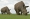 White rhinos reintroduced to DR Congo national park