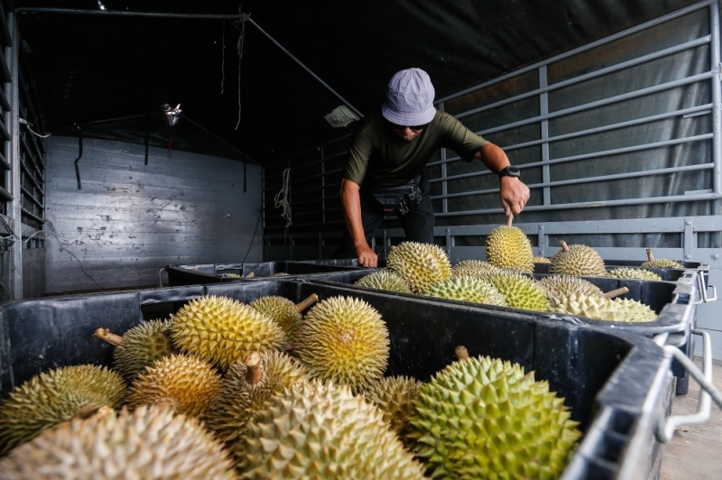Terengganu Agriculture Dept to hold 40-tonne durian auction Terengganu Agriculture Dept to hold 40-tonne durian auction