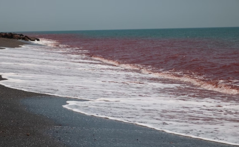 Universiti Sains Malaysia: Red tide phenomenon spotted in waters off Pulau Betong Universiti Sains Malaysia: Red tide phenomenon spotted in waters off Pulau Betong