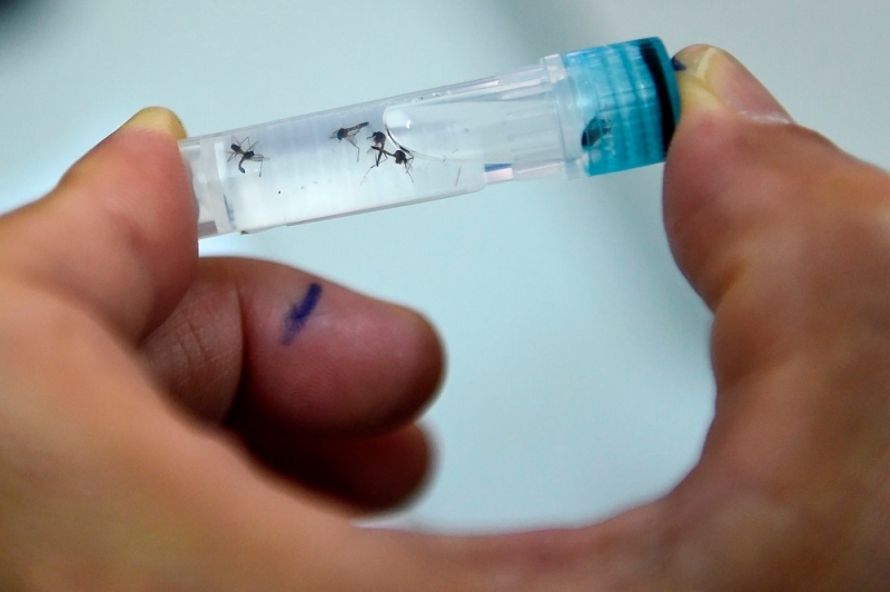 Health D-G: Dengue cases up 18.7pc from Sept 3 to 9, two deaths reported Health D-G: Dengue cases up 18.7pc from Sept 3 to 9, two deaths reported