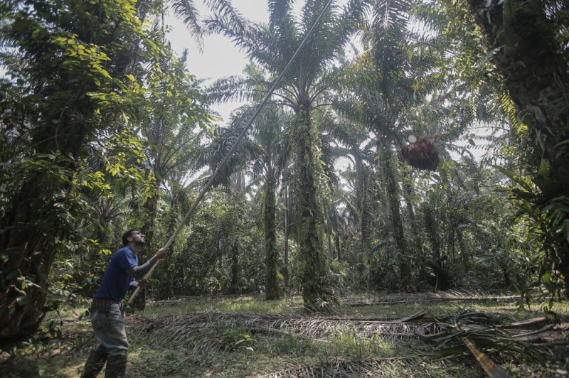 MPOB: Efforts being made to help more palm oil smallholders in Malaysia meet MSPO requirements