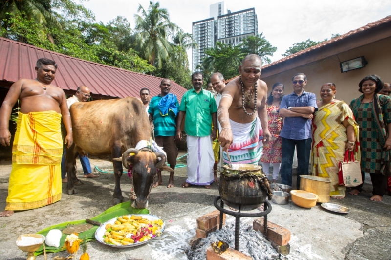 Sentul temple offers thanksgiving to cows on Maatu Pongal Sentul temple offers thanksgiving to cows on Maatu Pongal