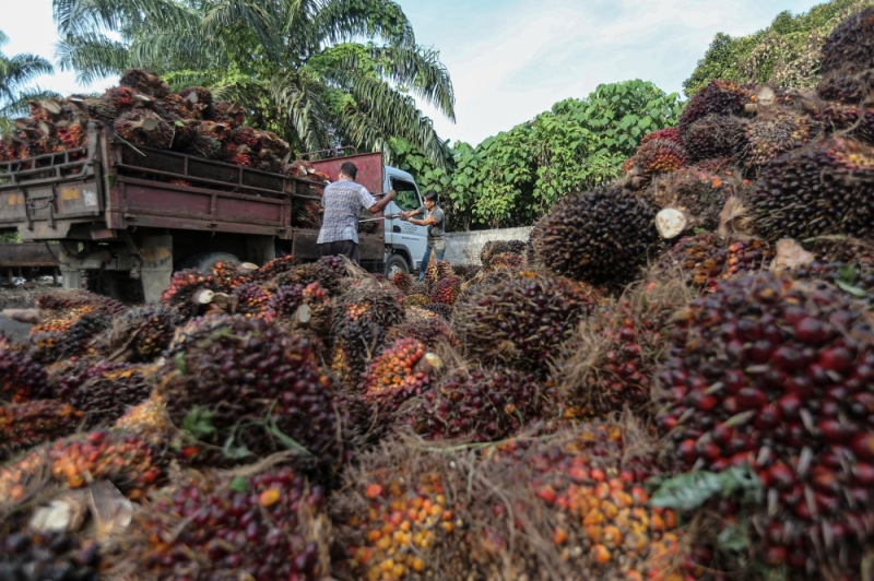 Johari Ghani: Malaysia to work with Egypt to expand palm oil exports to Africa