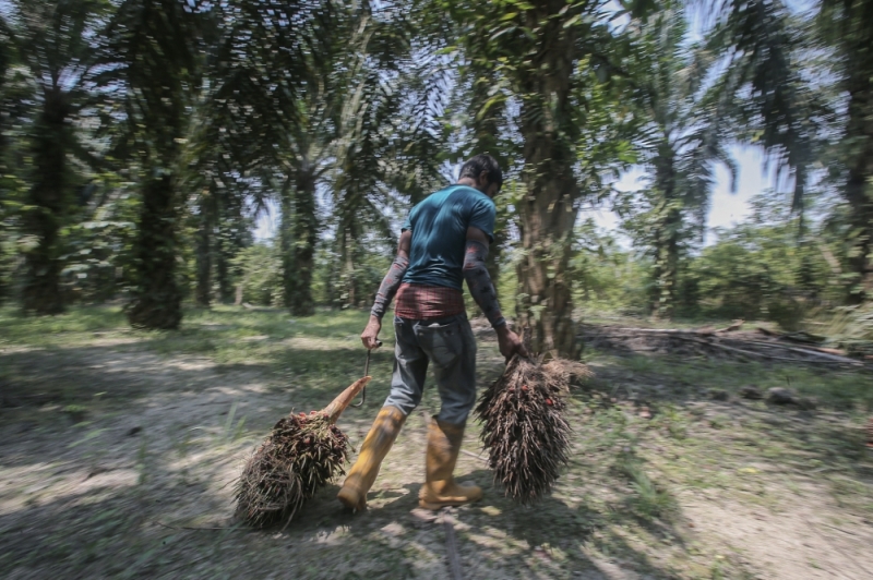 Plantation and Domestic Trade Ministries to take action against companies that discriminate against Malaysian palm oil, says minister Plantation and Domestic Trade Ministries to take action against companies that discriminate against Malaysian palm oil, says minister
