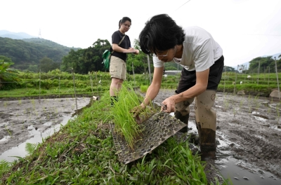 Hong Kong team plants seeds to safeguard legacy grains Far from the soaring skyscrapers synonymous with Hong Kong, scientists and farmers labour in a paddy field on the city’s outskirts to revive dormant rice varieties that once sprung from local soil. — AFP pic