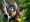 Self-care: Orangutan seen apparently treating wound