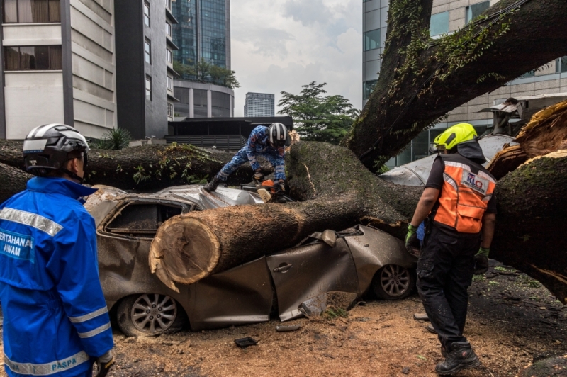 Tree tragedy: DBKL ordered to cut down high-risk trees, says minister Tree tragedy: DBKL ordered to cut down high-risk trees, says minister