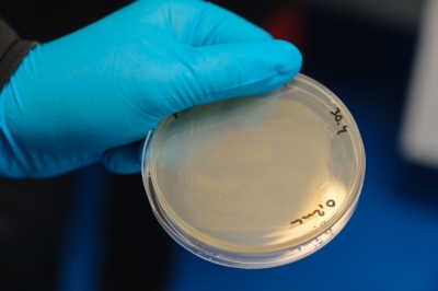 Finland’s wizards making food out of thin air A sample of the a new protein dubbed ‘Solein’ is pictured at an early stage of production at the headquarters of the Solar Foods company on May 2, 2024 2024 in Vantaa, Finland. — AFP pic
