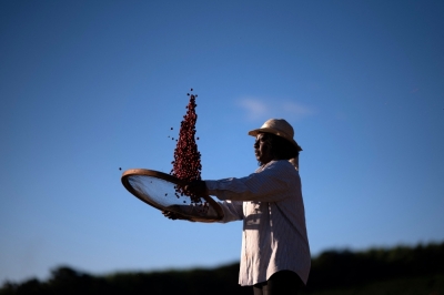 Black farmers in Brazil changing views on coffee production Coffee producer Neide Peixoto selects coffee beans at the Santo Antonio farm in Santo Antonio do Amparo, Minas Gerais, Brazil on May 15, 2024. — AFP pic