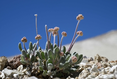 Flower or power? Campaigners fear lithium mine could kill rare plant A Tiehm’s buckwheat plant starts to bud in its native habitat among searlesite and other mineral rocks on public land in the Silver Peak Range in Esmeralda County, Nevada beside Rhyolite Ridge, the site of a proposed lithium mine, on May 7, 2024. — AFP pic