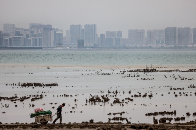 Taiwan’s oyster farmers on frontline of China war games This photo taken on May 19, 2024 shows an oyster farmer (bottom left) pulling a cart near Guningtou village in Kinmen, as the Chinese city of Xiamen is seen in the background. — AFP pic