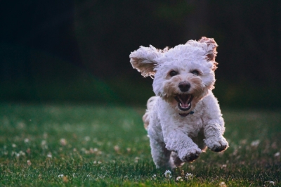 Seoul is a capital of dog-lovers with one in 10 households owning dogs In Seoul, one household in ten has a pet dog. — Unsplash pic