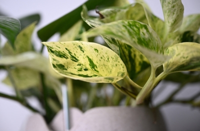 Meet Neo Px: The super plant that attacks air pollution A Neo Px bioengineed house plant, created by startup Neoplants, is seen at a home in San Francisco, California, on May 3, 2024. It may look like an innocent green plant, but its name gives it away as something far closer to a robot or interstellar rocket. Neo Px is a bioengineered plant capable of purifying indoor air at an unprecedented scale, the first in a potentially long line of plants with super powers. — AFP pic