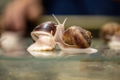 Japan’s escargot entrepreneur achieves the ‘impossible’ This picture taken on May 16, 2024 shows Burgundy snails at the Mie Escargots Development Laboratory farm in Matsusaka, Mie prefecture. — AFP pic