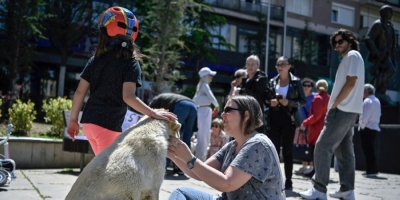 Dogged by strays, Kosovo capital pays people to adopt them An animal lover caresses a stray dog during a protest against the abuse of stray dogs, in Pristina . — ETX Studio pic