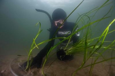 Underwater gardeners plant eelgrass to save ‘dead’ Danish fjord An underwater photograph shows a volunteer diver planting an eelgrass at Vejle Fjord on June 8, 2024. Under a tent on the shores of a polluted Danish fjord, volunteers and researchers prepare eelgrass shoots to be transplanted into the water to help restore its damaged ecosystem. — Helene-Julie Zofia Paamand/Underwater Ambassador/AFP pic