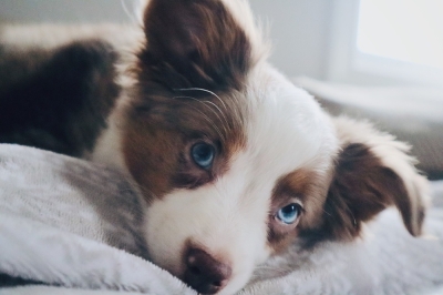 In China, young people are looking for soulmates... for their pets Millions of people in China are using Xianyu, Alibaba's secondhand sales platform, to find a partner for their pet. ― Unsplash pic