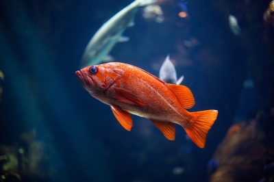 Why fish are not down with positive parenting Researchers have found that a fish species uses physical punishment to elicit helping efforts from their offspring. — Unsplash pic