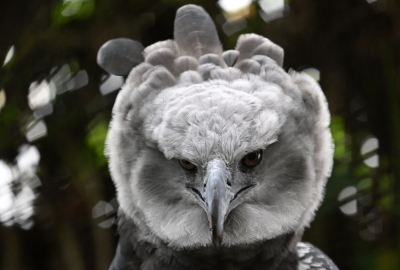In Colombia, a long, perilous romance to save the harpy eagle A female harpy eagle (Harpia harpyja) is seen at La Reserva Biopark in Cota municipality, near Bogota, on June 11, 2024. — AFP pic