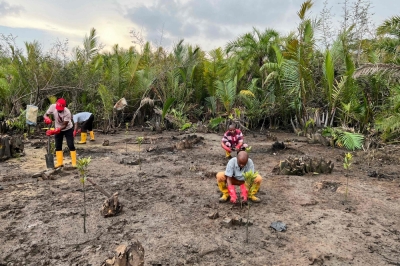 ‘Bring our mangroves back to life’: Nigerians strive to restore ecosystem to preserve biodiversity, combat oil pollution Kono village farmers plant mangrove stems at a restoration site in Kono village June 11, 2024. In recent years human activity has destroyed swathes of the world's mangrove forests, which form a vital barrier against the tides and a sanctuary for wildlife. — AFP pic