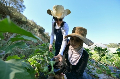 Algerian women pioneers find ‘most beautiful job in the world’ with eco-friendly farming Amira Messous (left) and Ibtissem Mahtout check the aubergines growing on their farm in Douaouda. — AFP pic