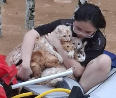 No meow left behind: Photo of woman saving cats from Penampang floods touches Sabahan hearts (VIDEO) A photo of a woman (named as Phobe in a photo) carrying four cats in her arms as they escaped the rising waters went viral online. — Picture via Facebook/Sahabat Kucing Sabah