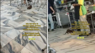 Teh tarik satu, boss? Otters are surprise ‘regulars’ at a Perak mamak (VIDEO) The otters ran around the eatery much to the bewilderment of the eatery's patrons. — Screencaps via TikTok/selectedentertainment
