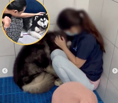 Abused husky rescued after viral video, owner files police report demanding his dog back (VIDEO) Rescuers claimed that the dog was obviously distressed and traumatised at the vet after rescue. — Screencap via Instagram/@myforever doggo