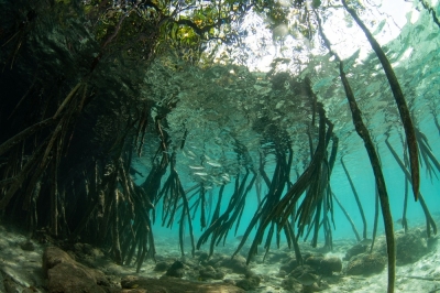 Blue carbon ecosystems: Crucial but threatened carbon sinks facing climate change crisis So-called ‘blue carbon ecosystems’ make up less than 1 per cent of the seabed, but account for more than 50 per cent of the ocean’s carbon absorption. — Velvetfish/Getty Images/ETX Studio pic