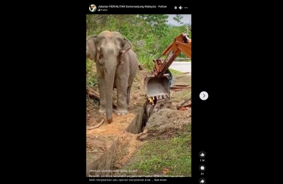 Perhilitan comes to the rescue of trapped baby elephant calf, winning kudos from Malaysians and the grateful calf’s mother (VIDEO) The mother elephant watched patiently as the Perhilitan crew did their best to rescue the trapped elephant calf. — Screenshot via Twitter/@Perhilitan