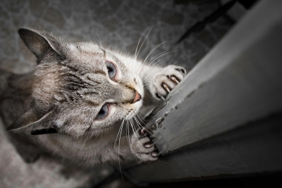 Want to stop your cat scratching furniture? Scientists reveal ways to manage feline stress Certain environmental/behavioural factors can increase scratching behavior in cats. — danilovi/Getty Images/ETX Studio pic
