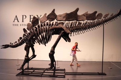 Largest stegosaurus skeleton ever found to fetch millions at New York auction The fossil of stegosaurus specimen is on display at Sotheby’s in New York on July 10, 2024. The fossil dubbed ‘Apex’ by the paleontologist is expected to fetch US$4 million to US$6 million at auction on July 17, 2024, making it one of the most expensive fossils ever sold. — AFP pic