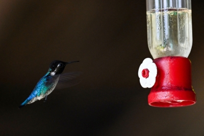 In Cuba, a haven for the world’s tiniest bird A Zunzuncito hummingbird (Mellisuga helenae) feeds at The House of the Hummingbird on July 5, 2024, in Palpite village, Matanzas province, Cuba. The wings of the world’s tiniest birds are a near-invisible blur as they whizz around tourists visiting a private Cuban garden that has become a haven for the declining species. — AFP pic