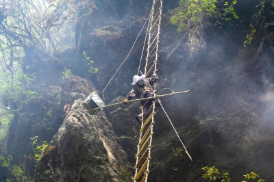 Sticky future: Climate change hits Nepal’s highly prized hallucinogenic honey hunters In this picture taken on June 9, 2024, a honey hunter of Gurung ethnic community harvests honeycomb at a cliff in Lamjung district of Nepal. Hanging from a rope and bamboo ladder off a Himalayan mountain cliff, skilled Nepali climbers gather highly prized hallucinogenic honey — an ancient tradition stung by environmental degradation and rapid climate change. — AFP pic