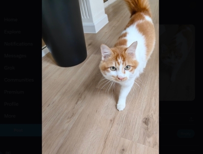‘Muffin has not come home for two days’: Rafizi Ramli on lookout for pet cat gone missing in Putrajaya (VIDEO) Economy Minister Rafizi Ramli today shared a video of a missing cat on X (formerly known as Twitter), asking Putrajaya Precinct 10 residents to keep an eye out of the missing ‘Muffin’. — Picture via X/Rafizi Ramli