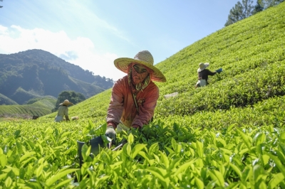 Malaysia’s first highlands tea garden and largest tea producer Boh turns 95 Tea pickers at work at tea gardens owned by Boh in Cameron Highlands. — Picture courtesy of Boh