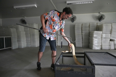 Snakes on a plate: As demand for meat grows globally, scientists tout pythons as protein alternative Snake farmer Emilio Malucchi handles a python at Closed Cycle Breeding International, a snake breeding farm that provides snake skins for the fashion market in Nam Phi in Thailand’s northern Uttaradit province on July 15, 2024. — AFP pic