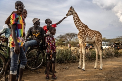 Giraffes bring peace to Kenyan communities once at odds A boy touches a baby giraffe roaming at the community celebrations to honour the arrival of several wild giraffes as part of a wildlife translocation exercise in Ruko Conservancy, on July 7, 2024. — AFP pic