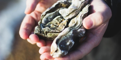 How fibreglass is sneaking into the oysters and mussels that you eat A new study has revealed worrying levels of fibreglass in oysters and mussels. — Picture by Charlotte Coneybeer/Unsplash via ETX Studio