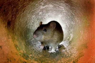 Paris prepares warm Olympics welcome — except for rats Rats are a feature of Paris life and have been immortalised in literature and film. — AFP pic