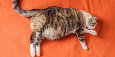Could your cat really help unlock the secrets to obesity? American researchers claim that studying the intestinal flora of felines could help us better understand the causes of obesity. — Picture by galitskaya/Getty Images via ETX Studio