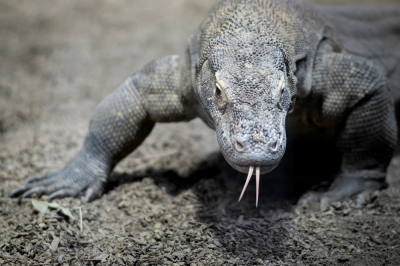 Study reveals Komodo dragons have iron-coated teeth for killing prey The researchers found iron-rich coatings most prominently on Komodo dragon teeth, although similar coverings were also found on the teeth of other living reptiles, including monitor lizards, crocodiles and alligators. — AFP pic