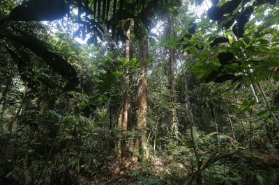 Letting forests regrow naturally often better than planting trees for carbon capture, study finds Restoring forests has massive potential to help limit rising global temperatures because trees absorb heat-trapping carbon dioxide emissions from the atmosphere. — Picture by Yusof Mat Isa