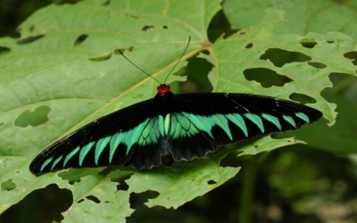 Sabah conserves national butterfly Rajah Brooke’s Birdwing for future generations The national butterfly, Rajah Brooke's Birdwing, also known as Trogonoptera brookiana. — Image by Justinah Parantis